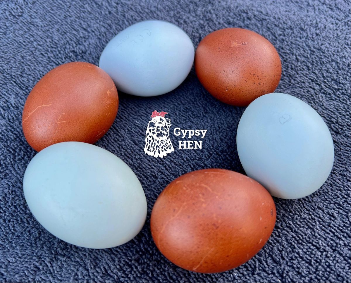 OliveEgger Hatching Eggs (First Generation)